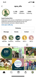 South Florida SPCA Instagram Feed template