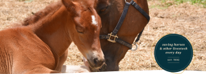 South Florida Society for the Prevention of Cruelty to Animals